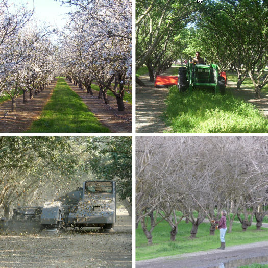 seasons of the almond crop year