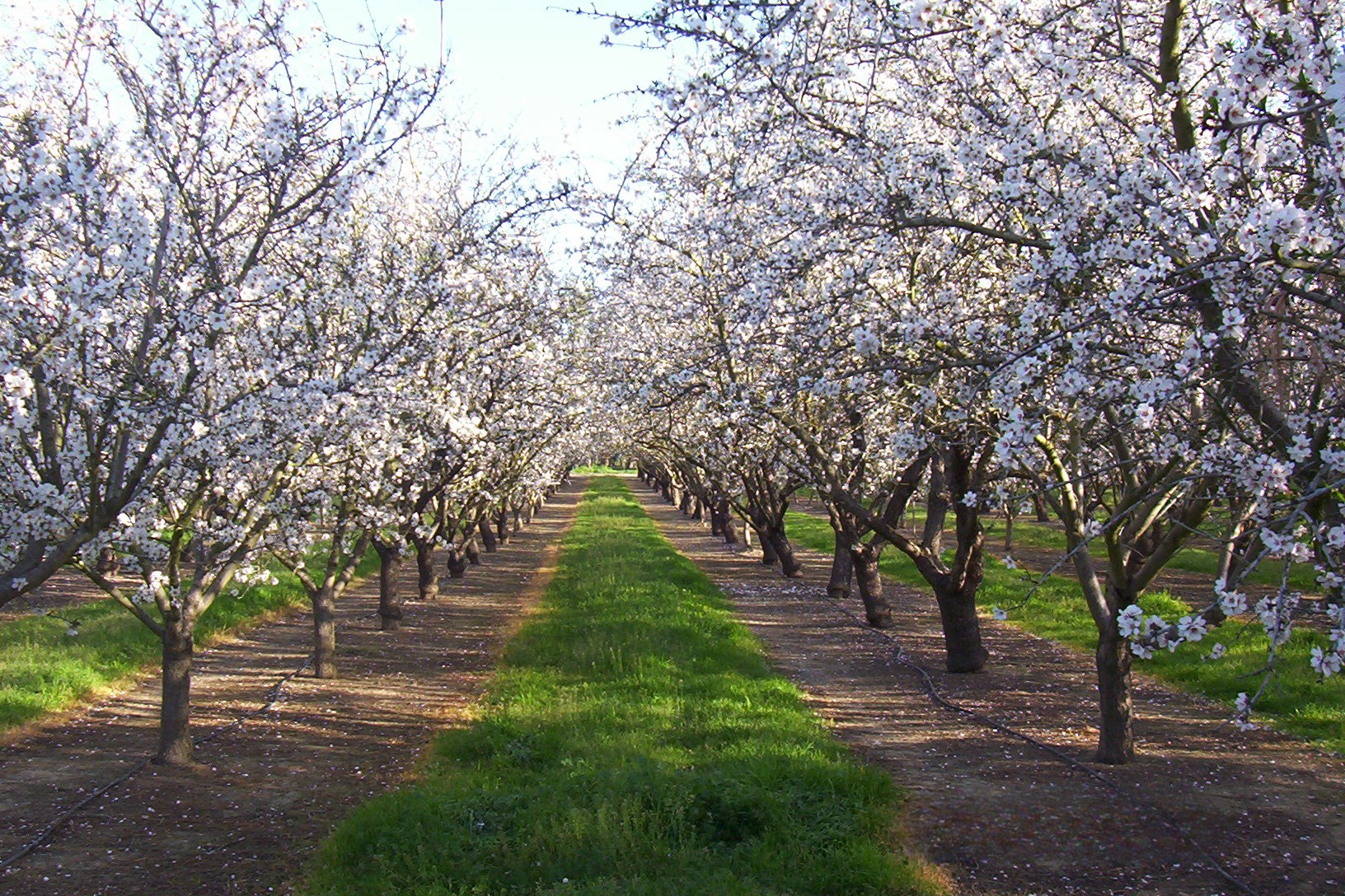 our almonds